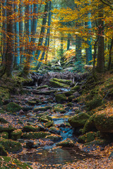 Herbstwald mit bunten Blättern und einem Bach