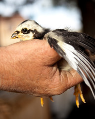 Black, White & Yellow Chick