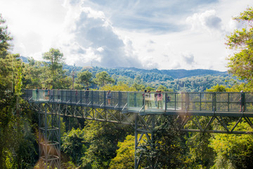 View  Forest and Canopy Walkway For studying nature with blue sky  background