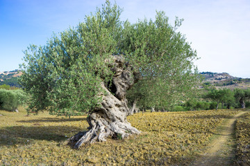 Ancient olive tree