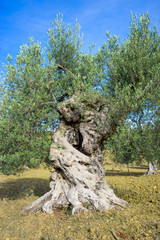 Fototapeta premium Ancient olive tree