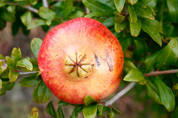 Granada fruta de temporada