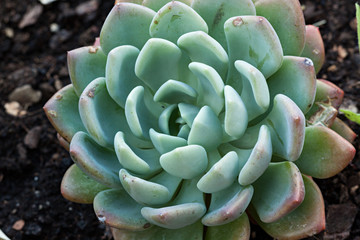 Planta crasa en forma de rosa.
