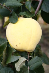 Membrillo madurando en el árbol