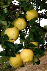 Frutas membrillos en el árbol