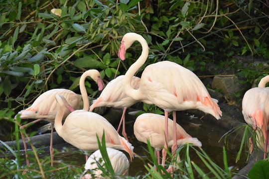 flamingi