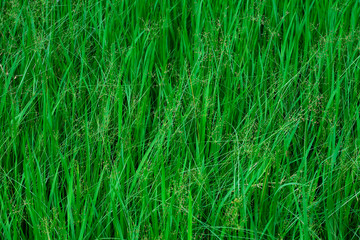 rice grain field pattern texture