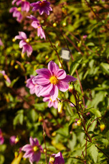 Dahlia Sorensenii