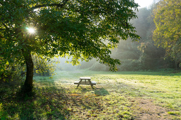 raggio di luce diurna nel bosco