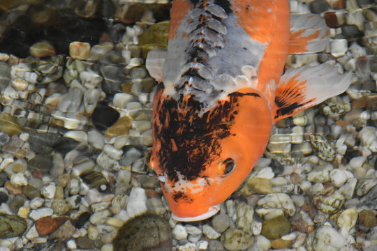 karp kr&oacute;lewski