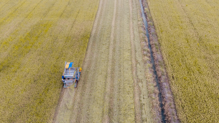 aerial top view harvester machine working in rice fields, Asia, thailand.