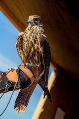 Falcon hawk bird sitting on falconers hand during show