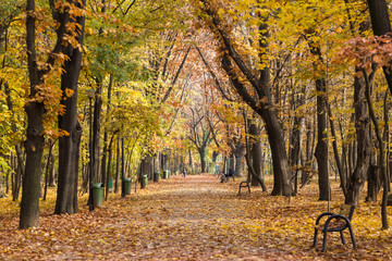 Park alley in autumn