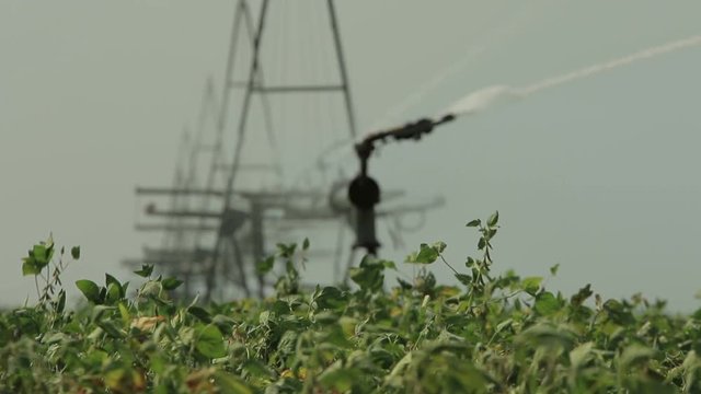 Irrigation system works in a green field with refocus from a plants in foreground (1080p, 25fps)