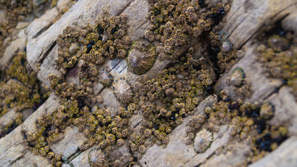 Sea Shells, Mussels, molusk and limpits close up on sea shore rocks for textured background effects