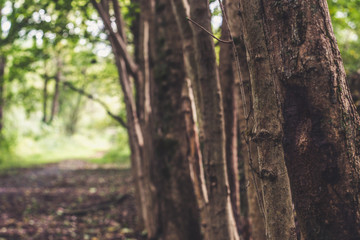 Adventuring the woods 