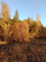 Fototapeta premium autumn landscape with trees and blue sky