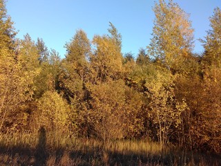 Fototapeta premium trees in autumn