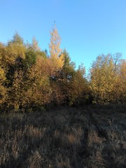 autumn in the forest
