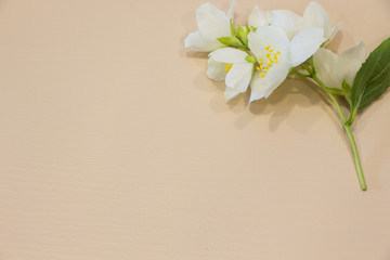 Jasmine flowers flat lay on pink background. Soft pastel pink with jasmine flowers
