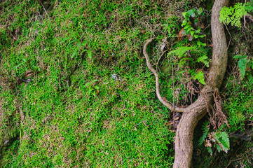 Background with green moss and tree