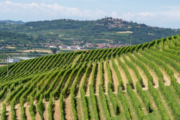 Fototapeta na wymiar Vineyards near Barbaresco, Cuneo, in Langhe