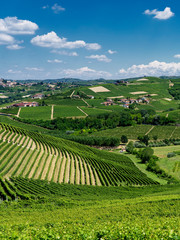 Vineyards near Barbaresco, Cuneo, in Langhe