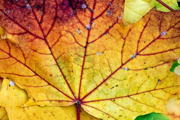 Beautiful autumen leafs, colorful