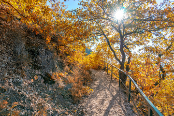 Monau hiking area of Bad Kreuznach Germany Rhineland-Palatinate in autumn covered with golden leaves