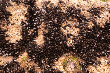 Sea Shells, Mussels, molusk and limpits close up on sea shore rocks for textured background effects