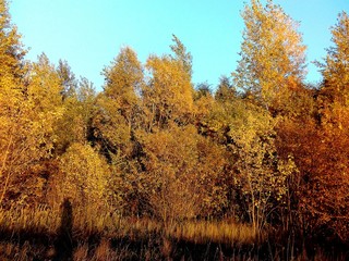 Fototapeta premium trees in autumn