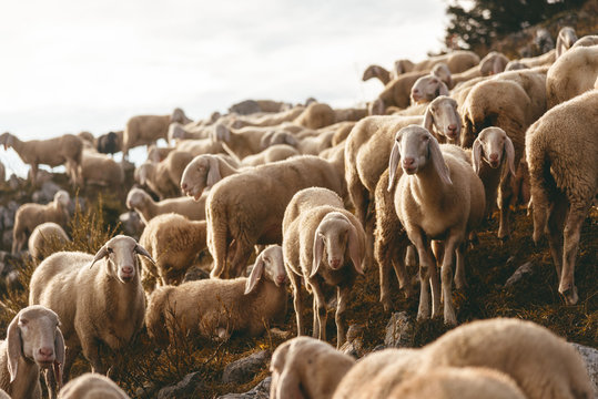 Schafherde im Sonnenaufgang auf dem Monte Baldo