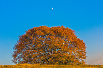 Colorful autumn landscape. Carpathian mountains, Romania, Europe.