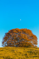 Colorful autumn landscape. Carpathian mountains, Romania, Europe.