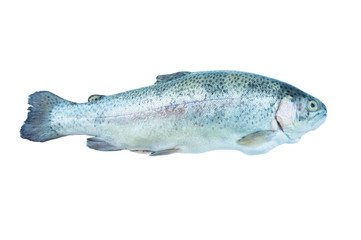 Fish rainbow trout, isolated on a white background. Rainbow trout over white background. Fish with copy space for text.