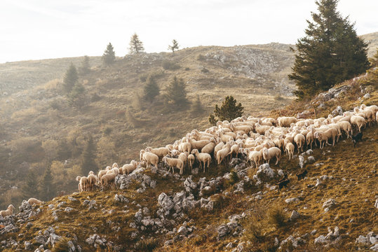 Schafherde im Sonnenaufgang auf dem Monte Baldo