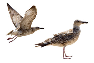 Seagull bird standing on its webbed feet and flying. Isolated on white.