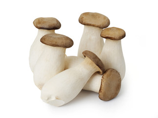 Group of King Oyster mushrooms