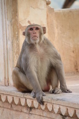 Fototapeta premium Affen in Indien