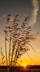 Fototapeta premium Wheat Field Sunset Silhouette