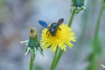 Carpenter bee eating pollen on the flower.