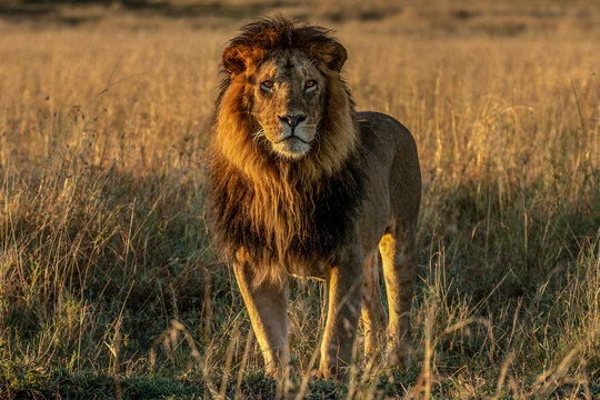 Portrait of lion standing on grassy landscape