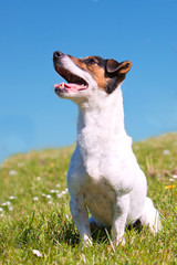 Jack Russell Terrier sitting on grassy bank