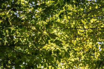 Fototapeta na wymiar green leaves in the Park on a sunny autumn day