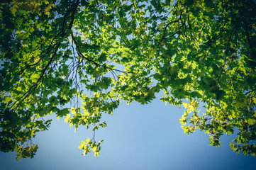 green leaves on sunny blue sky day