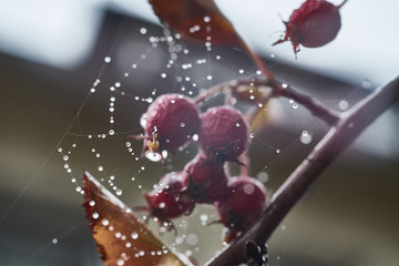 Spinnweben Tropfen Hagebutte