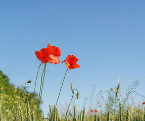 Poppy flowers field. Rural landscape with red wildflowers