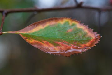Herbst Blatt