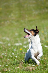 Little tricolour Jack Russell Terrier running through field