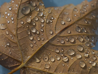 herbstblatt mit Tropfen